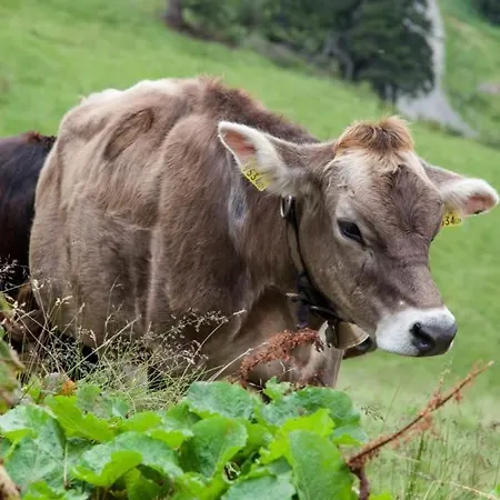Haus Nannaree 3* Sankt Gallenkirch