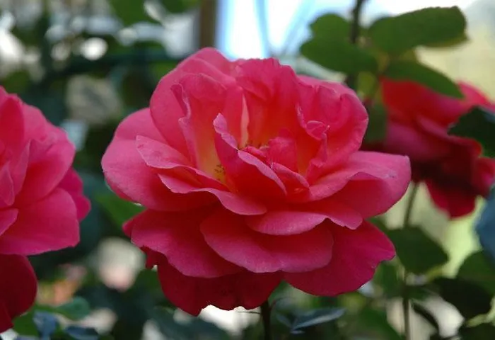 Nocleg ze śniadaniem Haus Nannaree St. Gallenkirch